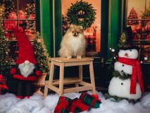 Séance photo de Noël - christophehetuin.com photographe & vidéaste mariage famille entreprise