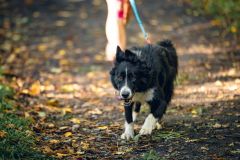 Reportage photo événement professionnel - Trail de la Châtaigne 2025 - christophehetuin.com photographe & vidéaste mariage famille entreprise
